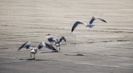 Seagulls are having a rest on a concrete ground