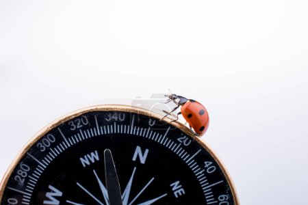 Photo for Beautiful photo of red ladybug walking on a compass - Royalty Free Image