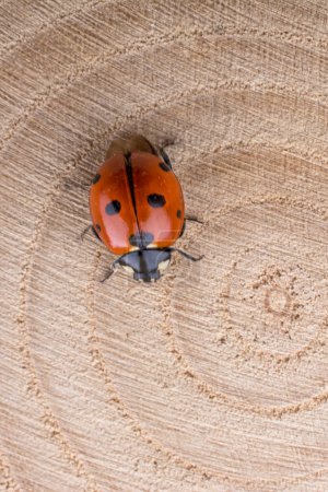 Photo for Beautiful photo of red ladybug walking on a piece of wood - Royalty Free Image