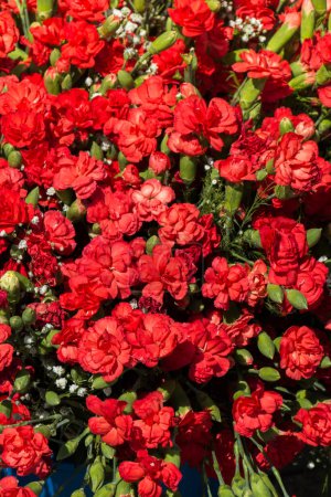 Téléchargez les photos : Floraison de belles fleurs naturelles fraîches colorées en vue - en image libre de droit