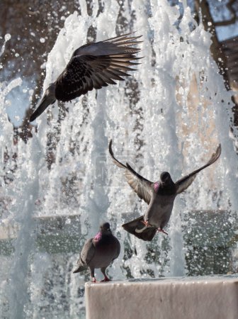 Photo for City pigeons by the side of water at a fountain - Royalty Free Image