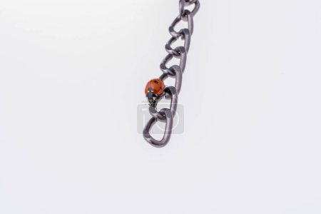 Photo for Beautiful photo of red ladybug walking on a chain - Royalty Free Image