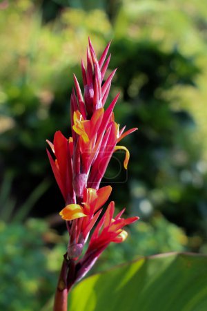 Téléchargez les photos : Belles fleurs fraîches d'iris dans la nature fond - en image libre de droit