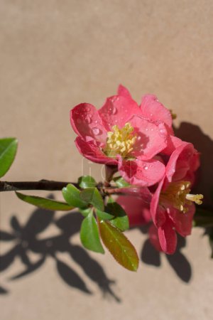 Téléchargez les photos : Fleurs de fleurs d'arbre belles fleurs sur un fond - en image libre de droit