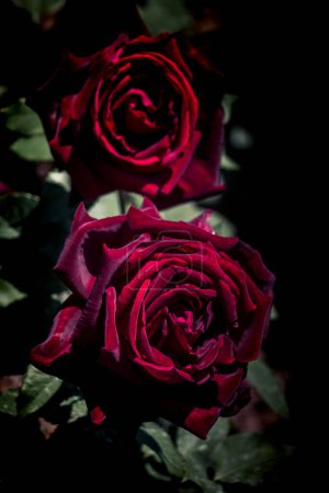 Foto de Flores hermosas rosas de colores en el fondo del jardín - Imagen libre de derechos