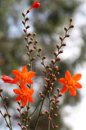 Téléchargez les photos : Belles fleurs de Crocosmia dans la nature fond - en image libre de droit