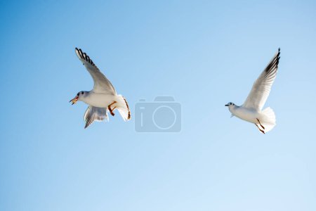 Téléchargez les photos : Paire de mouettes volant dans le ciel - en image libre de droit