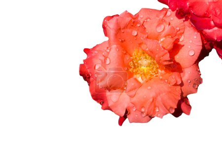 Foto de Rosa Rosa flores para las vacaciones, bokeh, macro, fondo floral. espacio romántico para el texto - Imagen libre de derechos