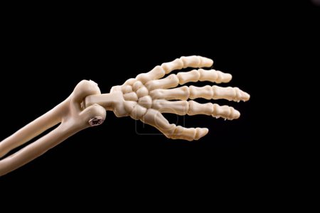 Photo for Human skeleton hand model  for medical anatomy science Medical clinic concept. - Royalty Free Image