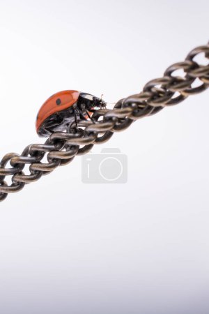 Photo for Beautiful photo of red ladybug walking on a chain - Royalty Free Image