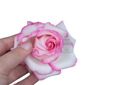 Foto de Rosa Rosa flores en la mano para las vacaciones, bokeh, macro, fondo floral. espacio romántico para el texto - Imagen libre de derechos