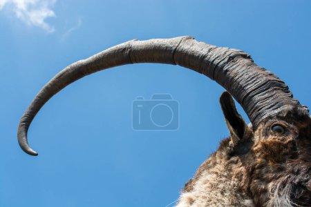 Téléchargez les photos : Chèvre de montagne marron sauvage avec deux énormes cornes - en image libre de droit