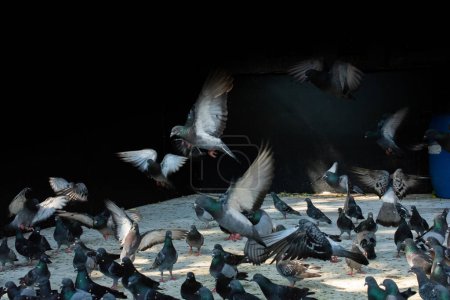 Téléchargez les photos : Beaux pigeonniers, colombes de la ville vivent dans un environnement urbain - en image libre de droit