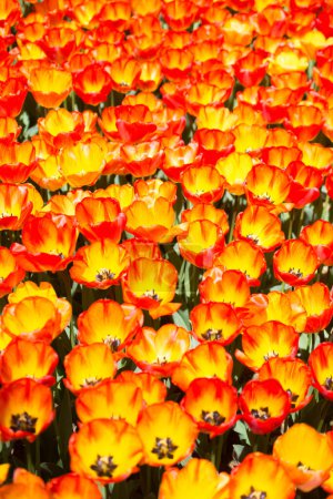 Foto de Flores de tulipán de color naranja florecen en el jardín - Imagen libre de derechos