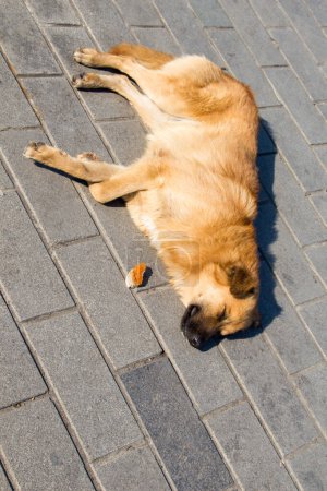 Photo for Homeless stray dogis in the street as lonely concept - Royalty Free Image