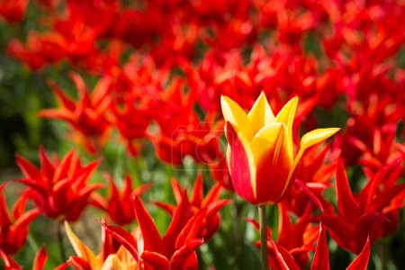 Téléchargez les photos : Tulipes de différentes couleurs dans la nature au printemps - en image libre de droit