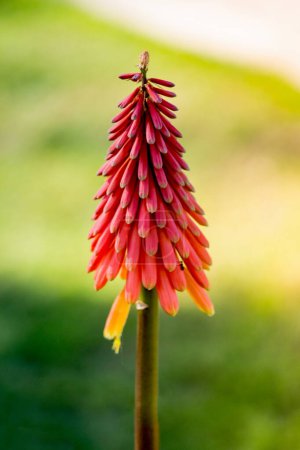 Blooming beautiful Red Hot Poker Flowers  flowers in view