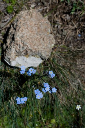 Photo for Beautiful fresh Myosotis flowers in nature background - Royalty Free Image