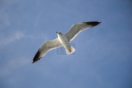 Téléchargez les photos : Mouette volant dans le ciel bleu au-dessus des eaux de la mer - en image libre de droit