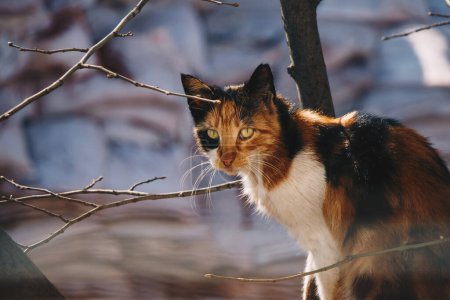 Foto de Fotos del gato encantador como animal doméstico en vista - Imagen libre de derechos