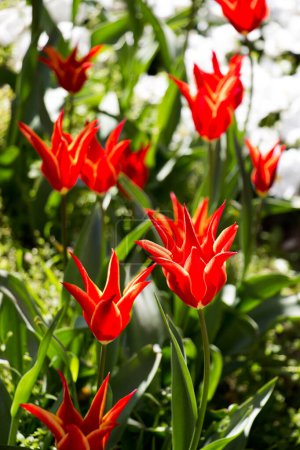 Téléchargez les photos : Les tulipes de couleur rouge fleurissent au printemps dans le jardin - en image libre de droit