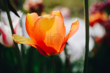 Hermosa flor de tulipanes coloridos en el jardín primavera