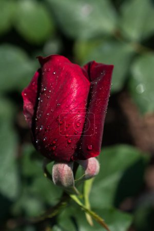 Foto de Hermosa rosa colorida con gotas de agua en ella - Imagen libre de derechos