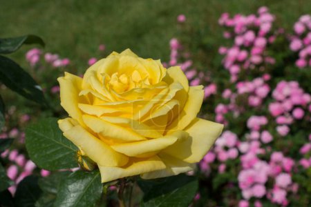 Foto de Un primer plano de una rosa de color amarillo brillante en el jardín - Imagen libre de derechos