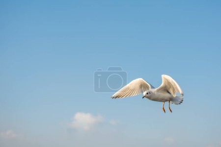 Foto de Gaviota aves marinas está volando en el cielo como concepto de libertad - Imagen libre de derechos