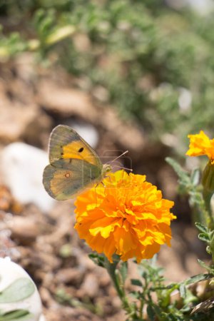 Téléchargez les photos : Beau papillon perché sur fleur sur fond de nature - en image libre de droit