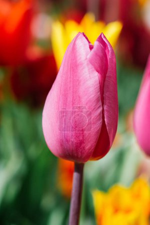 Foto de Hermosa flor de tulipanes para el diseño de concepto de belleza postal - Imagen libre de derechos