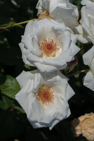 Foto de Dos hermosas rosas de colores florecientes en el fondo del jardín - Imagen libre de derechos