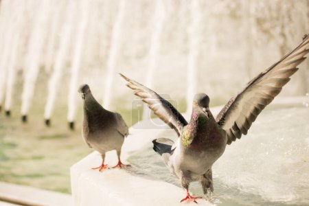 Téléchargez les photos : Des oiseaux solitaires près de la fontaine vivent en milieu urbain - en image libre de droit
