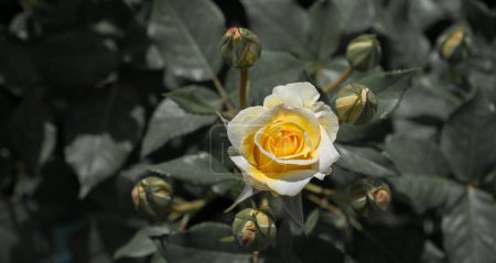 Téléchargez les photos : Belle fleur de rose colorée sur fond de jardin - en image libre de droit