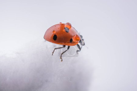 Photo for Beautiful photo of red ladybug walking on a cotton - Royalty Free Image