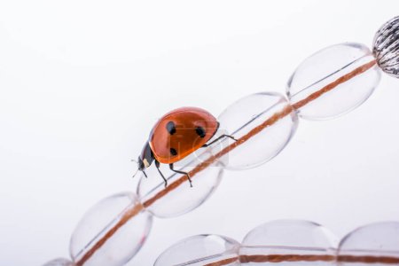Photo for Beautiful photo of red ladybug walking on beads - Royalty Free Image