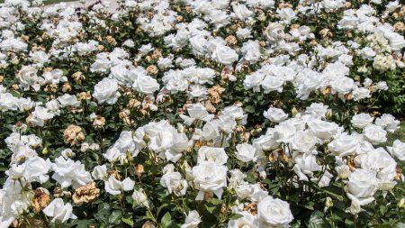 Foto de Rosas blancas en un parque - Imagen libre de derechos