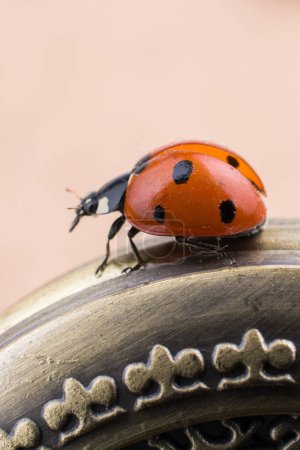 Photo for Beautiful photo of red ladybug walking on a pocket watch - Royalty Free Image