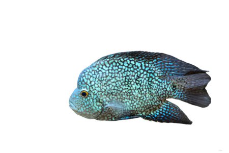 Photo for Colorful  fish of sea aquarium isolated on white background - Royalty Free Image
