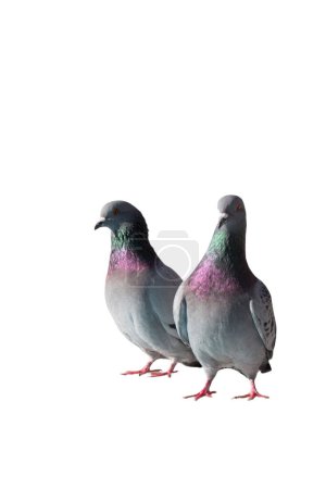 Téléchargez les photos : Pigeon oiseau isolé sur fond blanc - en image libre de droit