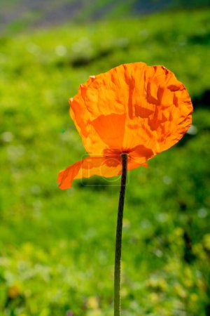 fleur de pavot rouge dans le jardin