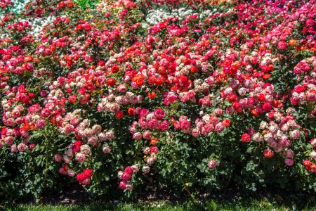 Téléchargez les photos : Floraison de belles roses colorées dans le fond du jardin - en image libre de droit
