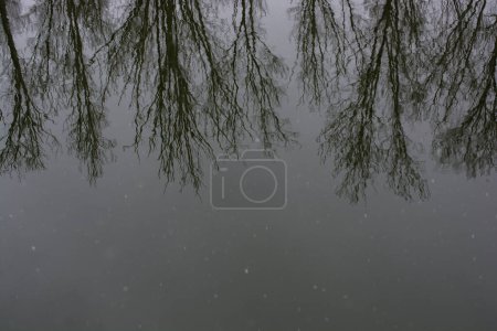 Tree reflection on water surface. Nature background.
