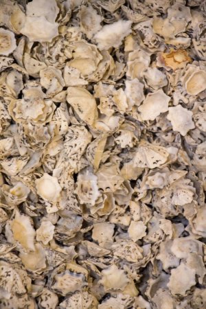 Photo for Same type of sea shells collected for decorative purposes - Royalty Free Image