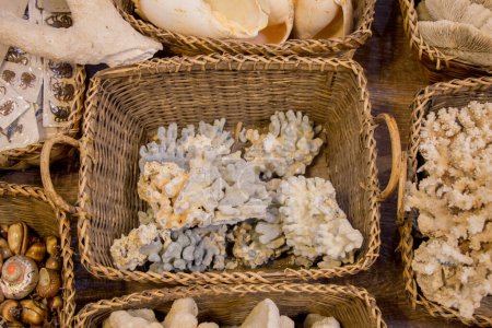 Foto de Mismo tipo de conchas de mar recogidas con fines decorativos - Imagen libre de derechos