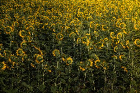 Photo for Sunflower field landscape , field of blooming sunflowers as natural background - Royalty Free Image