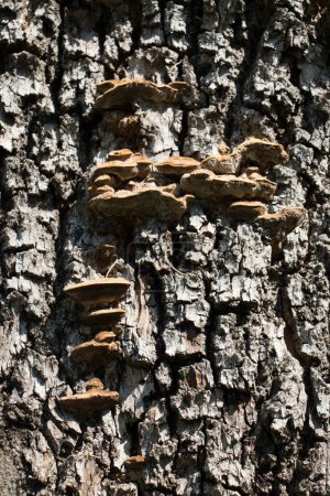 Téléchargez les photos : Fermer texture écorce d'arbre comme fond en bois - en image libre de droit