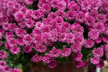 Téléchargez les photos : Belles fleurs naturelles colorées de printemps comme fond de la nature - en image libre de droit