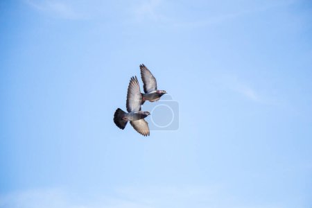 Photo for Twin pigeons in the air with wings wide open - Royalty Free Image