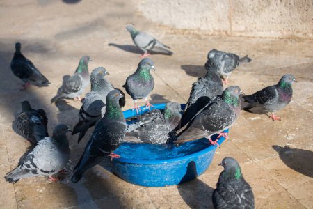 Téléchargez les photos : Oiseaux solitaires vivant dans un environnement urbain - en image libre de droit